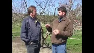 Stonefruit - Stonefruit Crop Diseases