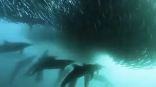 Joint Operations Centre - Under A Sea Of Birds