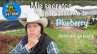 MIS HACKS después de poda de BLUEBERRY (arándano azul)