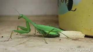 Watch how a Praying Mantis lays an ootheca @TrulyJuly #UrbanGardening