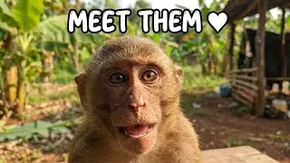 Cute Animal Family in the Countryside &ndash; Monkey, Dog & Cat | Den Country Life Vlogs