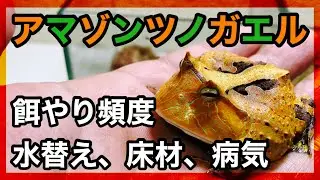 アマゾンツノガエルの飼育方法！餌やり頻度、水替え、エサの種類など。