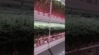 Level Up Your Yields with the Flexstar 80% Red Under Canopy LED Grow Lights 120W