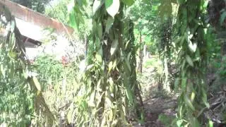 How Vanilla Vines Grow