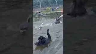 Swan and goose fight #ducklings #bird #ducks #duck #animal #wildducks #swan #waterfowl #wildduck