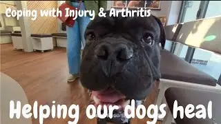 Vet Day with Kongo 🐾 | Pack Walk & Talking Dog Health&rdquo;