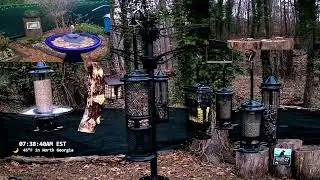 Live - North Georgia Bird Feeder & Garden Wildlife Cam 🐦 Your Window to Nature