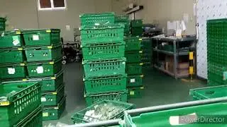 Different Kinds of Vegetables in Farm World Company - Miryang South Korea