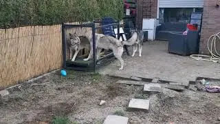 Tamaskan hits puberty and annoys her mom