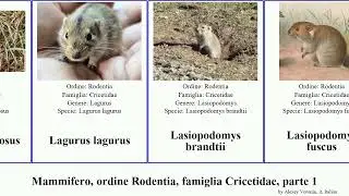 Mammifero, ordine Rodentia, famiglia Cricetidae, parte 1 microtus arvicola dicrostonyx lemmus