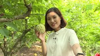 Na Dai Mai Sơn - Đặc sản Sơn La | Voso.vn