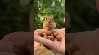 Hear it, Nut it #shorts #charliethechipmunk #animals #wildlife #funny #comedy #cute #lol #smart #wow