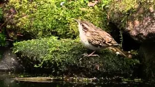 Boomkruiper in Vogelvijver, Veluwe movie