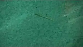 Yum 5