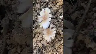 #whitemushroomforestflower#wildflower#forestfungi#earthbeauty#naturephotography#viyanvlog#shorts