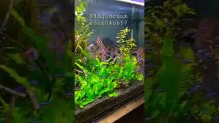 Cardinal Tetra fish set up. #aquarium #aquariumhobby #plantedaquarium #cardinaltetra #tetrafish