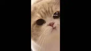 Angry but Cute Cats 😾🐾  Funny Cat Reactions