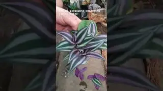 How to propagate wandering jew in water