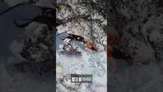 빨강불가사리 Certonardoa semiregularis
