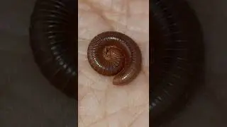 Round Red Millipede Episode-68 #wildlife #nature #round #millipede #scary #youtubeshorts #viral