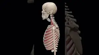 3D animation intercostal muscles Rib cage