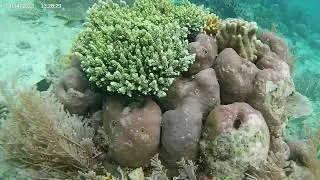 Snorkling In Darawan