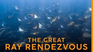 This is the LARGEST Migration of Rays in the WORLD!