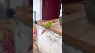 Anyway ഞാൻ പോകുന്നു bye the bye😂🥹🦜 #conure #shorts #short #conureparrot