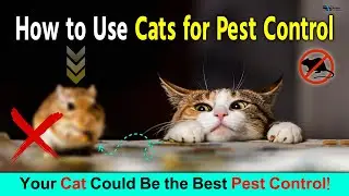 How to Use Cats for Pest Control | Best Cat Breeds for Pest Control | Natural Pest Control with Cats