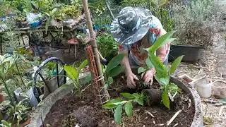 Trabalho puxado hoje com a roceira urbana 