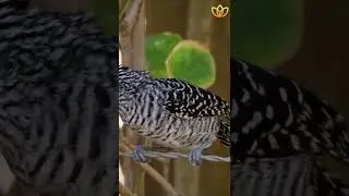 Happy Birds with nature | Essence of Relaxation 63