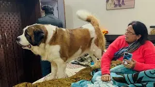 Тайзу жалуется маме на брата🐶❤️