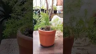 asparagus fern re-potting and care tips #plants #ferns #grass #indoorplants