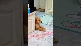 Pawsuit Scam! Dog Fakes Injury After Stepped On - The Overacting Wins Oscar 😂  #cuteanimals
