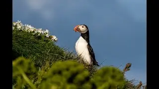 S&oslash;papeg&oslash;jer   lunder Island 2020