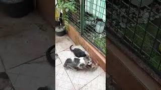 Feeding stray cats. Trying new cat food brand (Dear Kat)