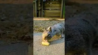 Hungry Squirrel #shorts #squirrel #hungry