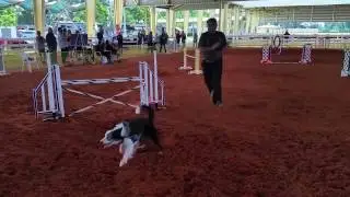 Chapter - Miami Obedience Club January 2017