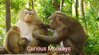 Rose & Libby Finally Forgive Each Other | Emotional Monkey Family Story