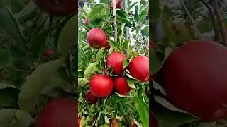 Exploring Annapolis Valley's Apple Orchards | Nova Scotia Farm Life 🍎 #AnnapolisValley#NovaScotia