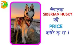 Siberian Husky Price In NEPAL | All About Husky Dog In Nepali #nepalifacts #dogs #dog #doglover #1k