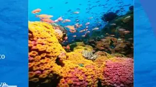 Conservation of Coral Reefs
