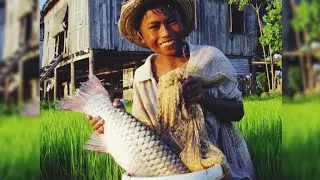 Traditional Of Fishing Catfish & Snakehead Fish In The Mud Water Got Almost 20 Pounds In A Cast Net