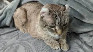 Gadget is scared of the thunder (Highlander cat)