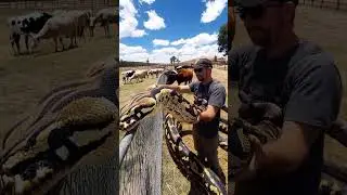A Tractor, a Farmer, and a Giant Snake! 🐍😱 #NatureEncounter