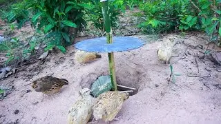 The First Creative DIY Bird Trap Using Hole & Cutter - How To Build Creative Bird Trap Work 100%