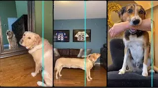 Time Warp Scan-Funny Dog Compilation-(Tiktok Filter)