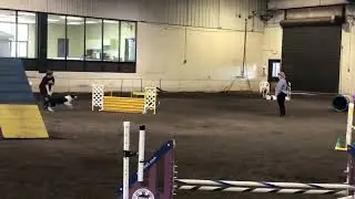 Gladys AKC novice standard