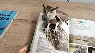 Owl popping from book 📚 .Owls  are fascinating and unique birds known for their special abilities