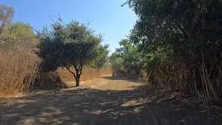 Hiking to Redwood Grove (Final Version)